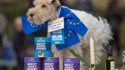 Антибрекзит кучешки протест в Лондон