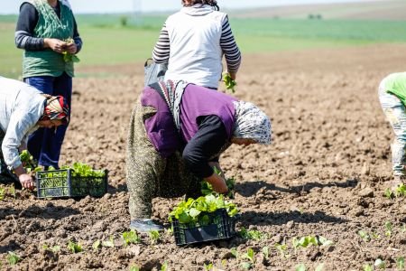 Държавата поема тютюневи дългове на бивша фирма на "Булгартабак" и гръцки търговец за 3.2 млн. лв.