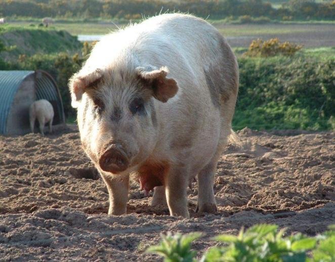 Открити са нови случаи на африканска чума при диви свине у нас