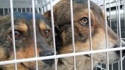Столична община ще праща кучета за осиновяване в Германия