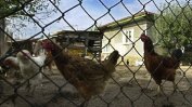 Установени са нови огнища на птичи грип – в Асеновград и Крумово