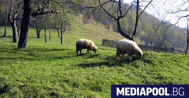 Земеделските стопани получиха над 450 млн лева по т нар зелени