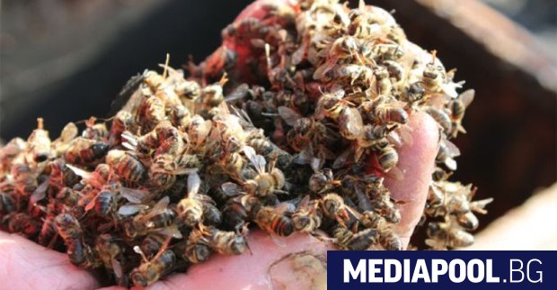 Над 5000 пчелни семейства в Плевенско са изтровени в резултат