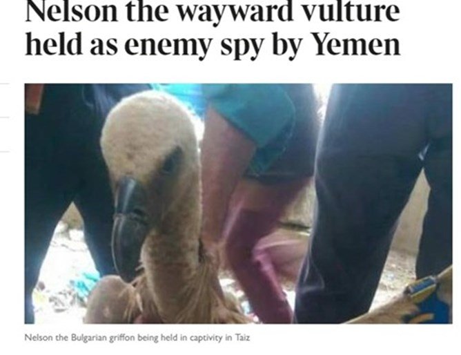 Българският лешояд Нелсън е заловен като шпионин в Йемен