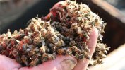 Масово отравяне на пчели в Плевенско