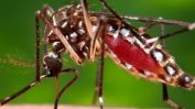 София-област и поречието на Дунав са най-рискови за заразяване с инфекции от комари
