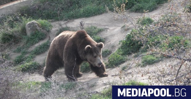 Бракониери застреляха кафява мечка в Рила. Престъплението е извършено над