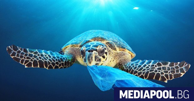 Около 17 от морските животни могат да изчезнат до 2100