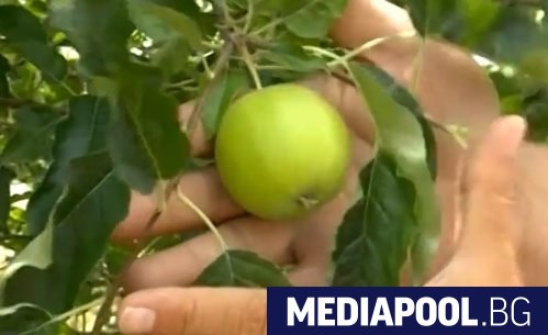 Най скъпата ябълка в света расте в пловдивското село Трилистник Тя