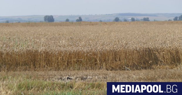Страната ни очаква поредна добра година в зърнопроизводството като по