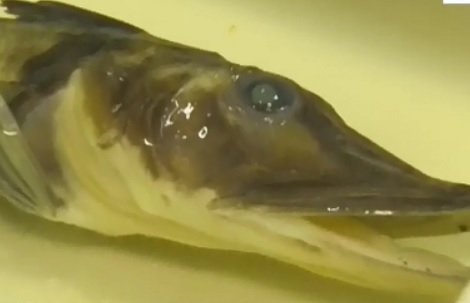 Риба с прозрачна незамръзваща кръв е сред уникалните находки, донесени у нас от Антарктида