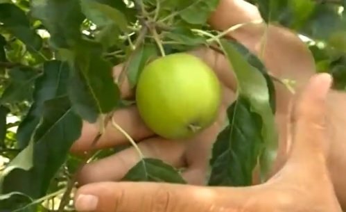 Ябълка за 100 хил. евро расте в пловдивска градина