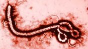 В Уганда са потвърдени още  два случая на ебола