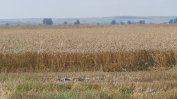 Тръгна жътвата с очакване за 5.4 млн. т пшенична реколта