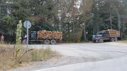 Затяга се контролът върху превоза на дървесина