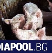 Огнище на африканска чума при домашни свине е открито за