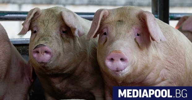 Нови шест огнища на африканска чума при домашни прасета в