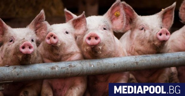 Пълна забрана за отглеждане на прасета в задния двор и