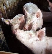 Нарастват случаите на африканска чума при свинете