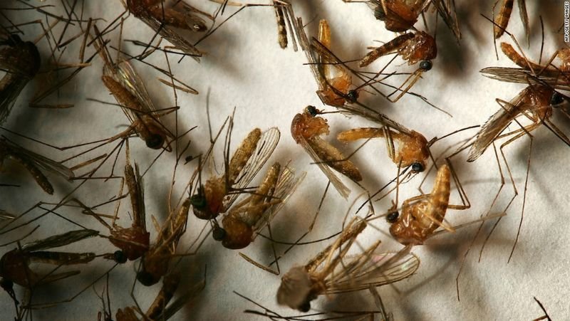Хондурас обяви национална епидемия от острото инфекциозно заболяване денга