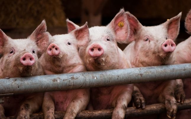 Забрана за гледане на прасе в двора искат индустриалци