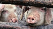 Избиват всички домашни свине край огнищата с африканска чума