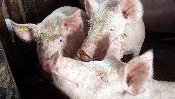 Нарастват случаите на африканска чума при свинете