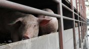 Чума по свинете беше открита и в Бургаско