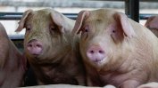 Нов случай на чума по свинете засегна най-малко 17 000 животни