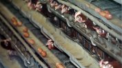 30 000 кокошки са изгорели при пожар във ферма в Пещера