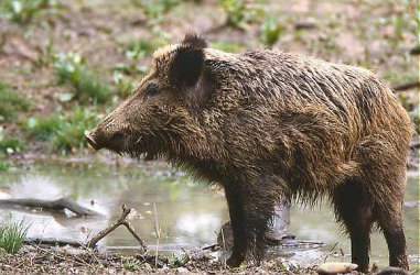 Случай на чума по дивите свине в село край София