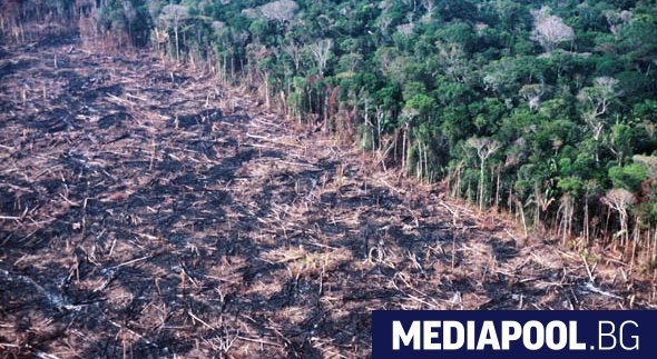 Обезлесяването в Бразилия се е увеличило с около 67 процента