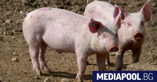 Държавен фонд Земеделие спира проверките на място във всички животновъдни