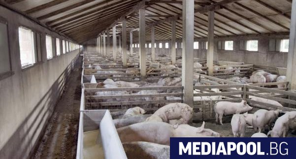 Цената на свинското месо на българския пазар се е покачила