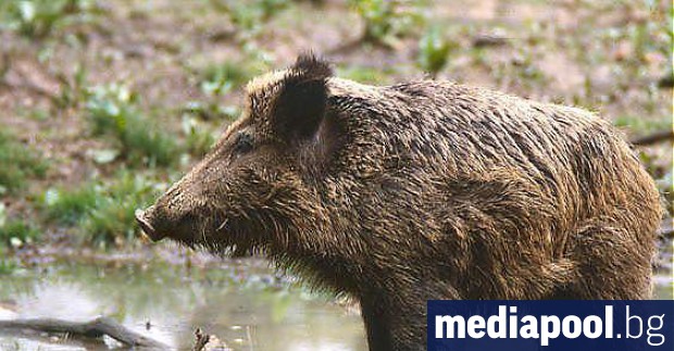 Първият случай на африканска чума по свинете в Югозападна България