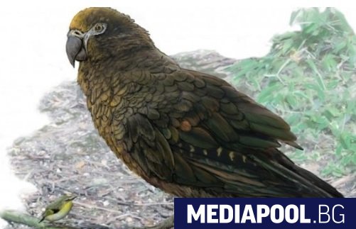 Учени са открили останки от папагал с внушителни размери достигал