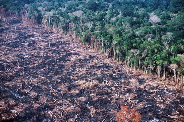 Обезлесяването в Амазонската гора в Бразилия се е увеличило с около 67%