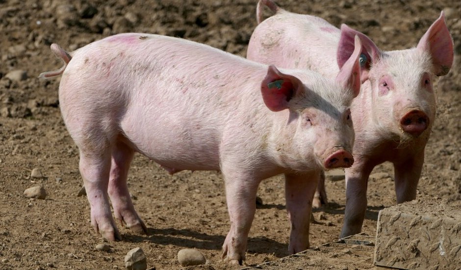 Три станаха бедстващите области заради чумата по свинете
