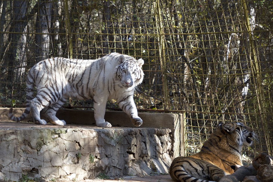 Старозагорският зоопарк ще се реконструира с над 4 млн. лв.