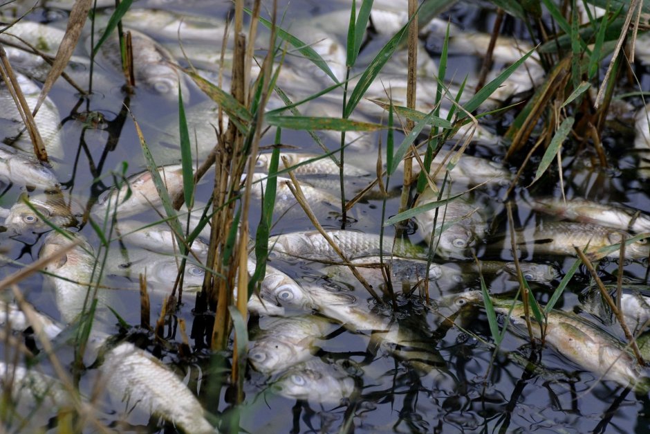 Тонове мъртва риба са открити в река Искър
