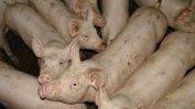 Китай може да загуби до 50 процента от свинете си заради африканската чума