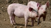 ДФЗ спира проверките на място в зоните с чума по свинете