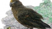 Учени откриха останки от огромен папагал