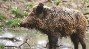 Случай на чума по дивите свине в село край София