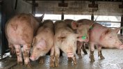 Затихва епидемията на чума по свинете в Плевенско