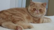 Щатът Ню Йорк забрани да се режат ноктите на котките