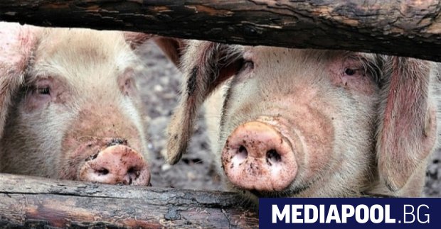 Готови са графиците за изплащане на еднократната помощ от 300