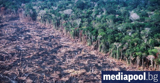 Изпепелени гори бездействие на правителството последвано от президентски обиди пожарите