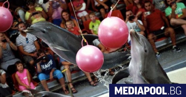 Граждани излязоха на протест с искане за закриване делфинариума във