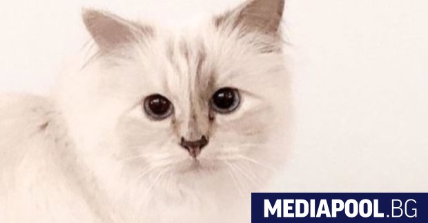 Създателката на страницата в Инстаграм на Шупет любимата котка